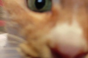 怀疑是詹俊最近被利物浦表现气疯了，这社媒发猫咪还喊你去睡觉